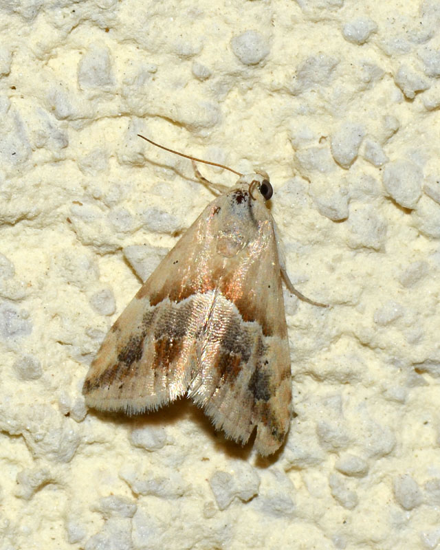 Noctuidae Eublemma parva ?
